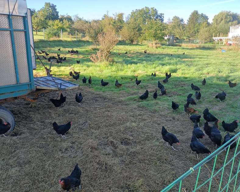 Rébecca Schmitt Rébecca et ses Poulettes - Ferme Gilles Juncker
