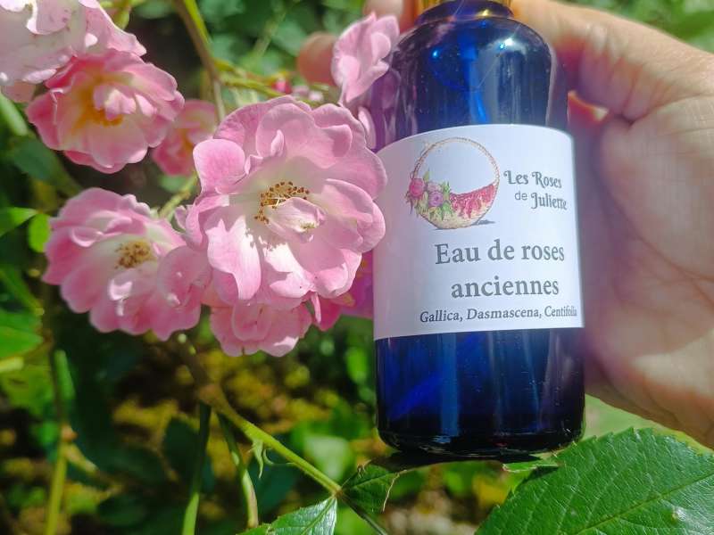 Les Roses de Juliette Les Roses de Juliette