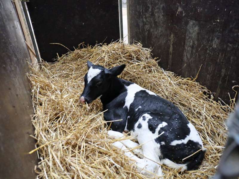 Républicain Lorrain Ferme gaec Meyer