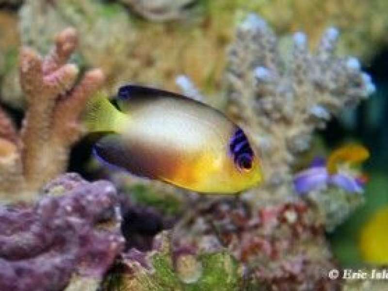 Eric Isler Aquarium von Amnéville