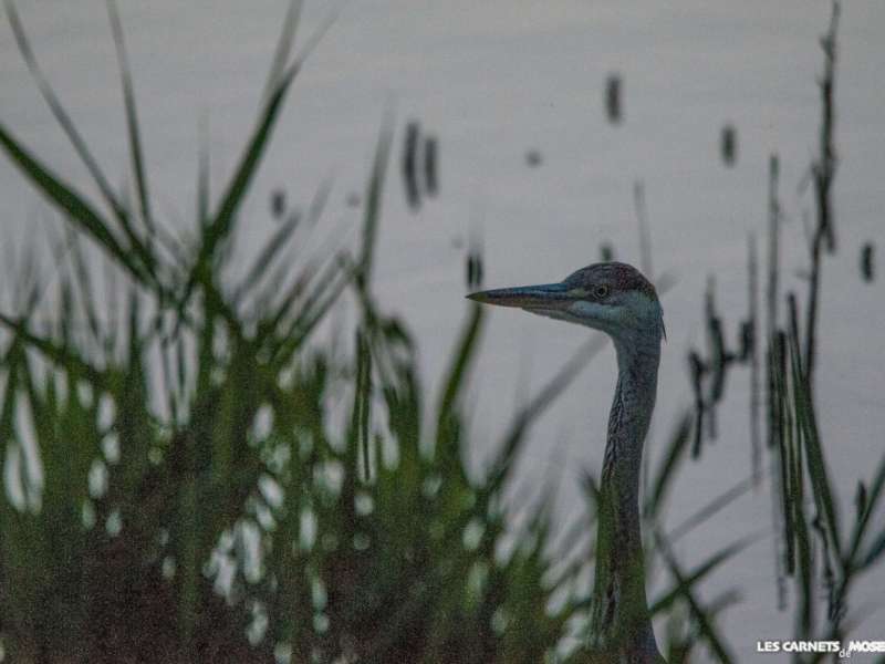 JM GUZIK Randoland aux étangs de Hoste