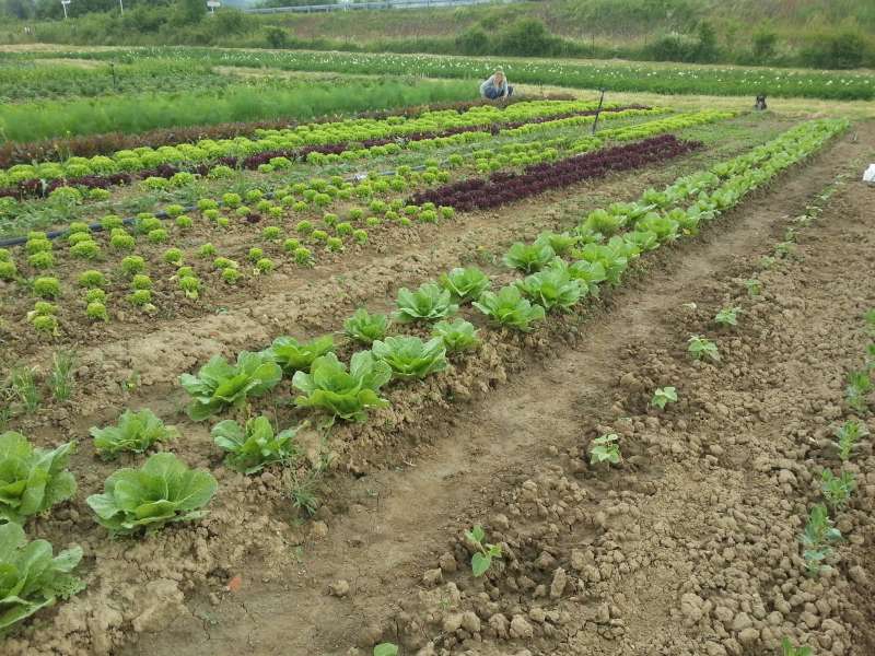 A l'Arpent Vert Gaec à l'Arpent Vert légumes bio