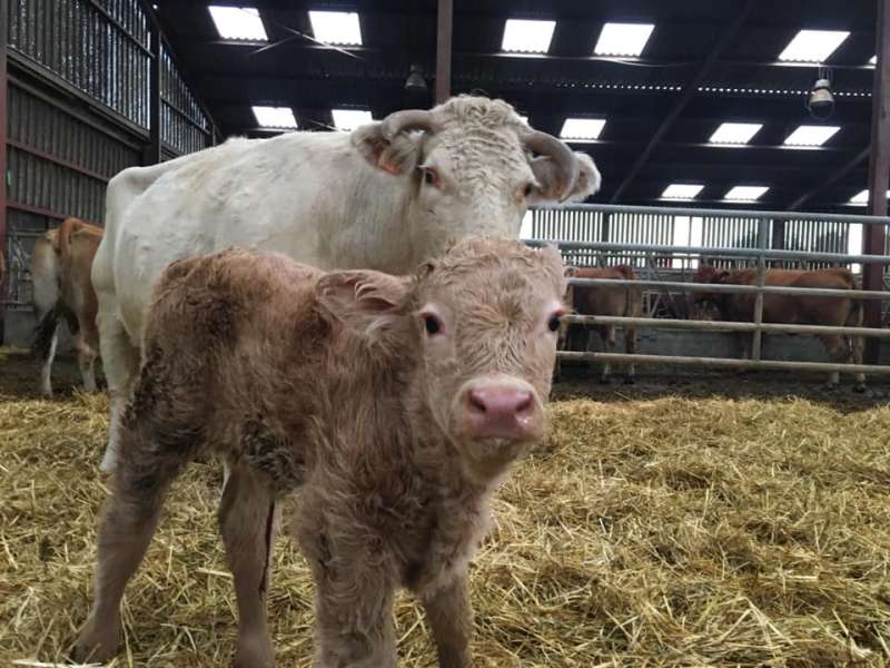 SCEA Bauret Scea Bauret