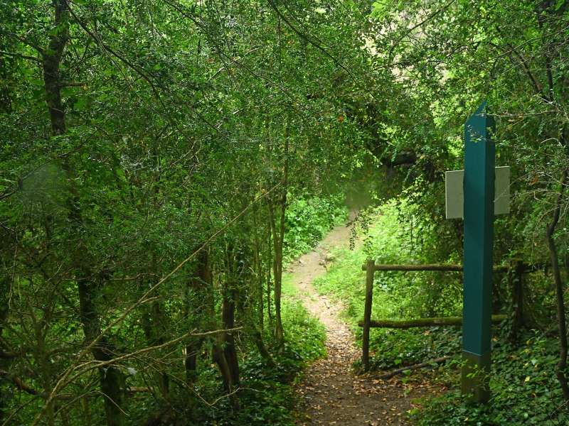 LA FORÊT DU BUIS