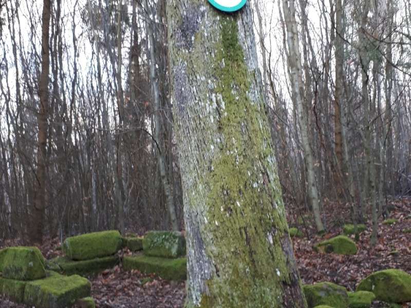 VESTIGES GALLO-ROMAINS DU WASSERWALD