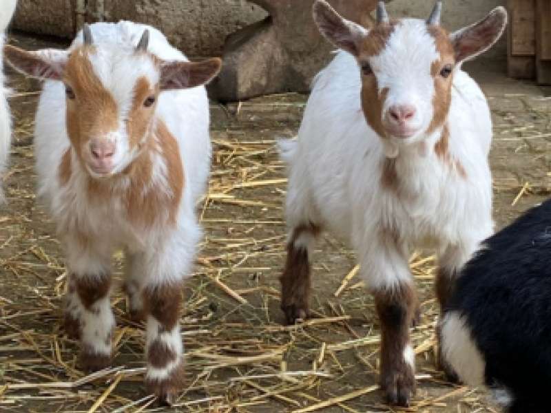 La contrée des minis  Pädagogoscher Bauernhof La Contrée des Minis