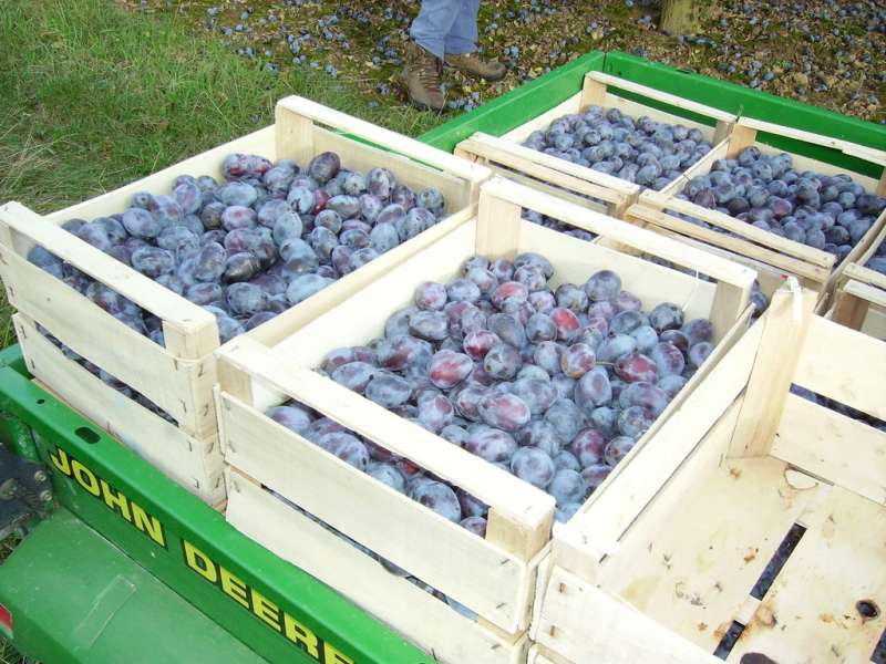 Frumholtz  Le verger des frères Frumholtz