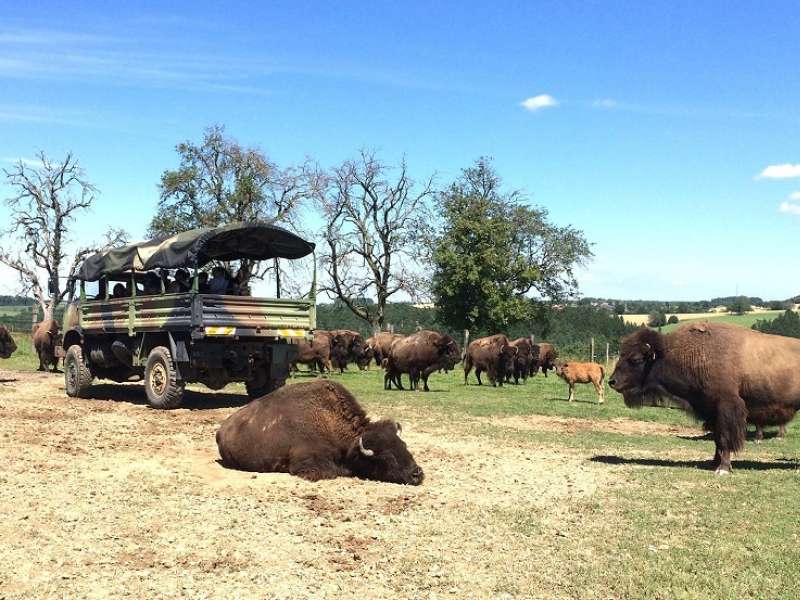 Ranch des bisons  Safari zur Büffelranch