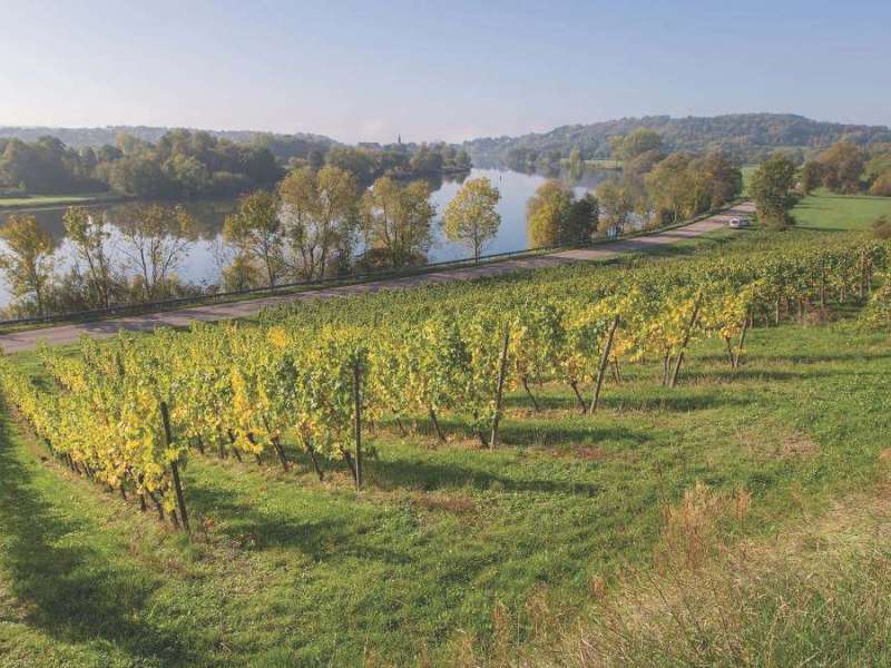 WEINSTRASSE DER MOSEL - PAYS MESSIN