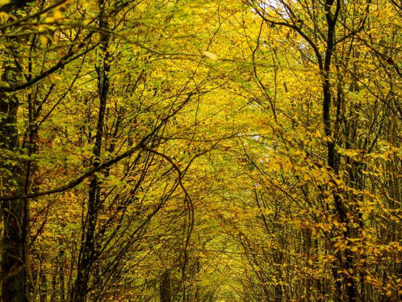 Stéphane Thévenin  Circuit du bois de Thionville