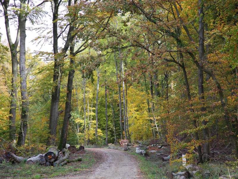 WANDERRUNDWEG WOELFLING-LES-SARREGUEMINES