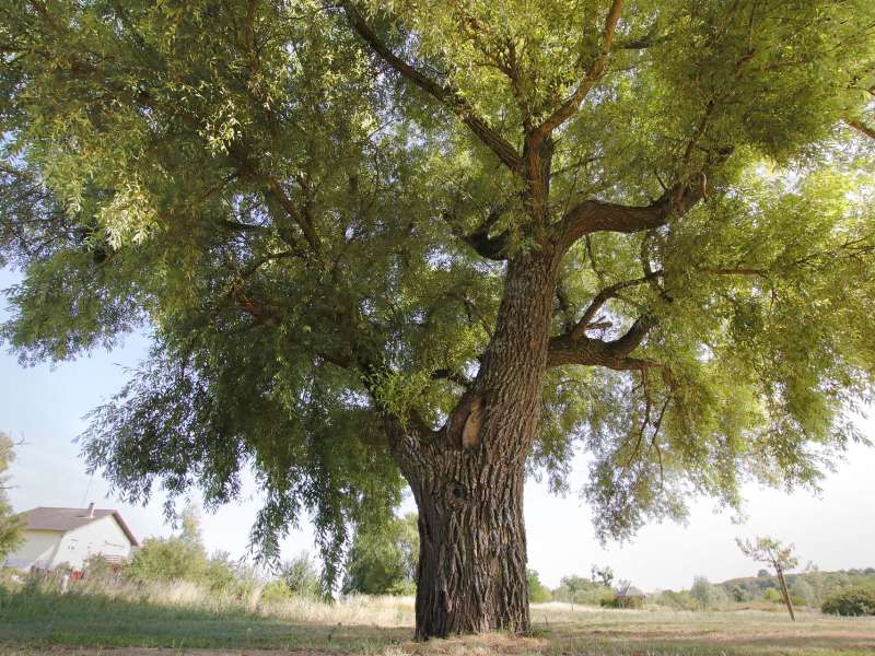 CTurpin - Sarreguemines Tourisme  ARBORETUM IN ROUHLING