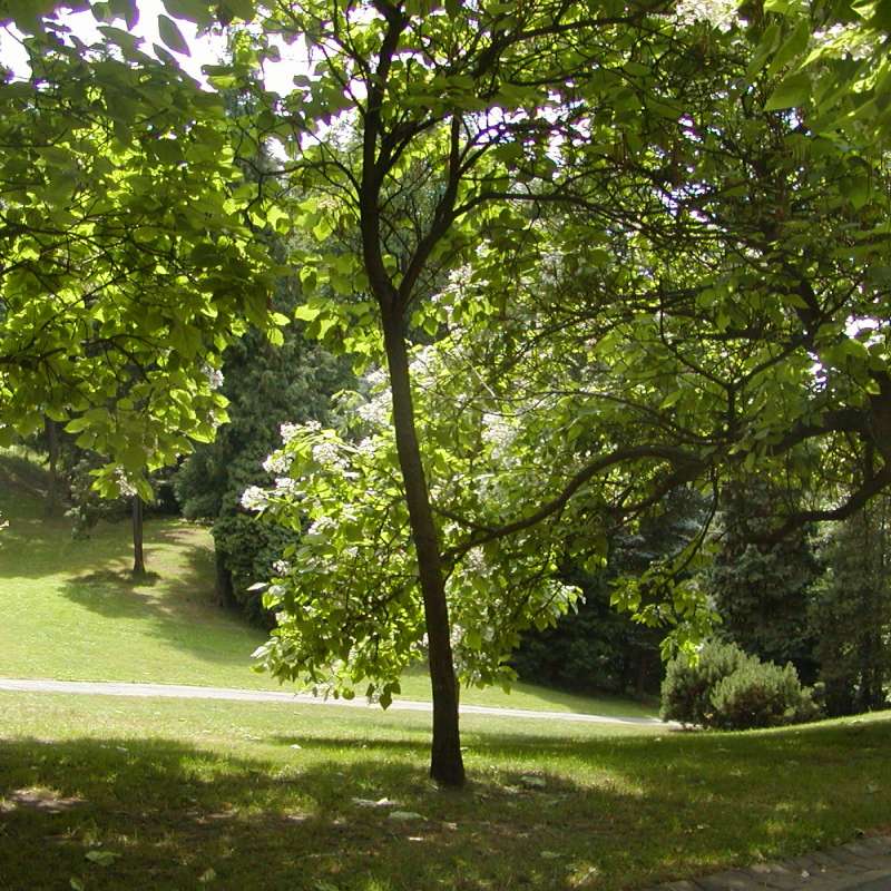OT FORBACH Parc du Schlossberg