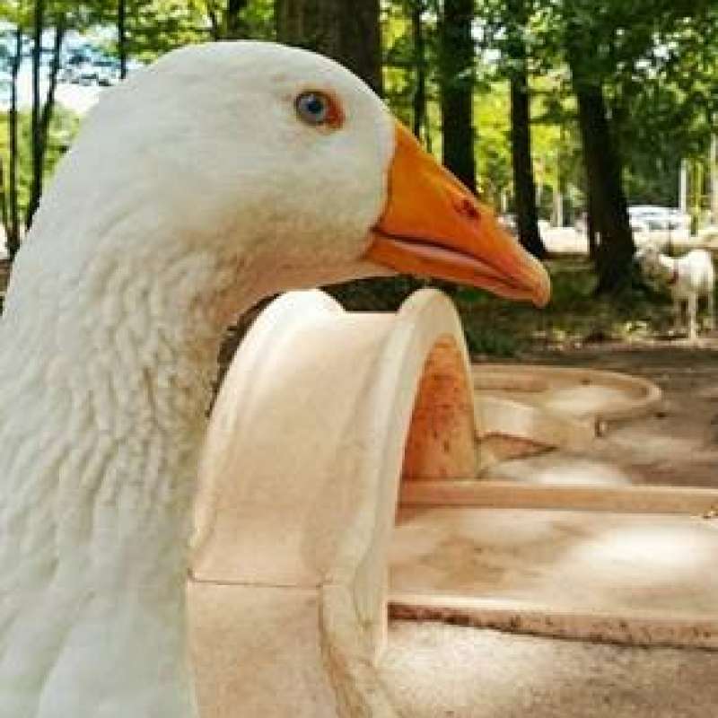 Saguet Animations  Minigolf in Amnéville