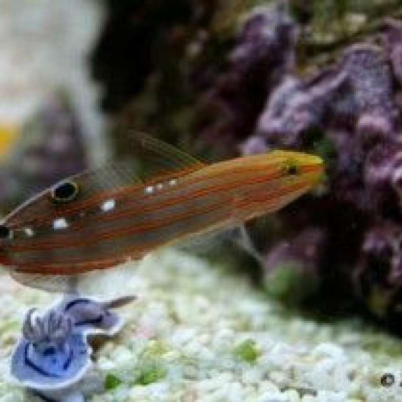 Eric Isler Aquarium von Amnéville