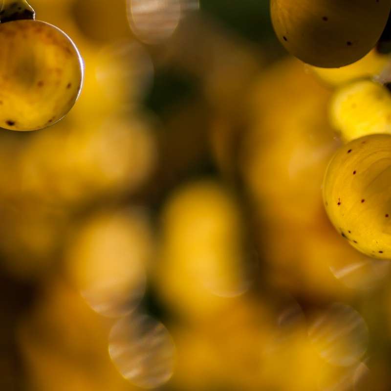 Nicolas PIERON  Domaine Enivrance