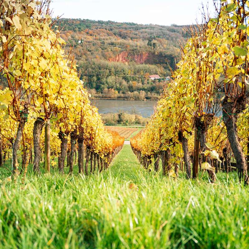 Julien Henrot Dias Domaine Florescence