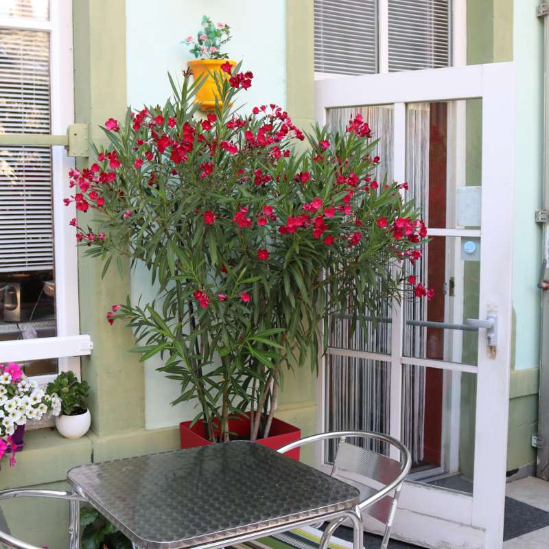 Hôtel des Oliviers : Terrasse  Hôtel des Oliviers