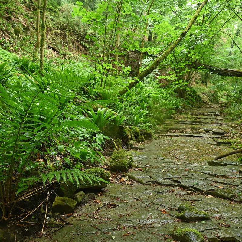 Jean Jacques Weimerskirch  Der Buchsbaumwald
