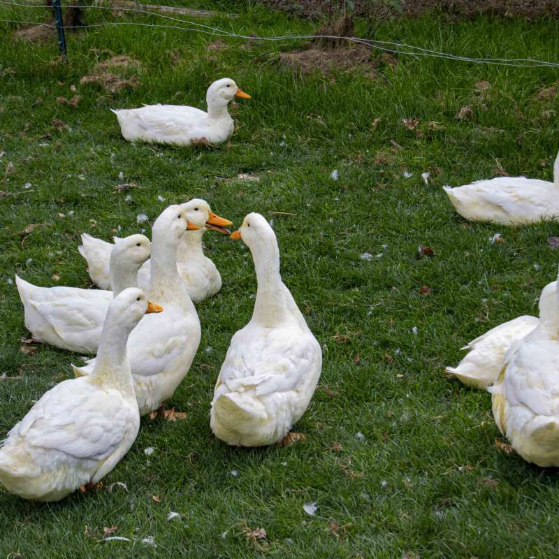 Julie Moritz - Trois Frontières Tourisme  La campagne du pony ranch