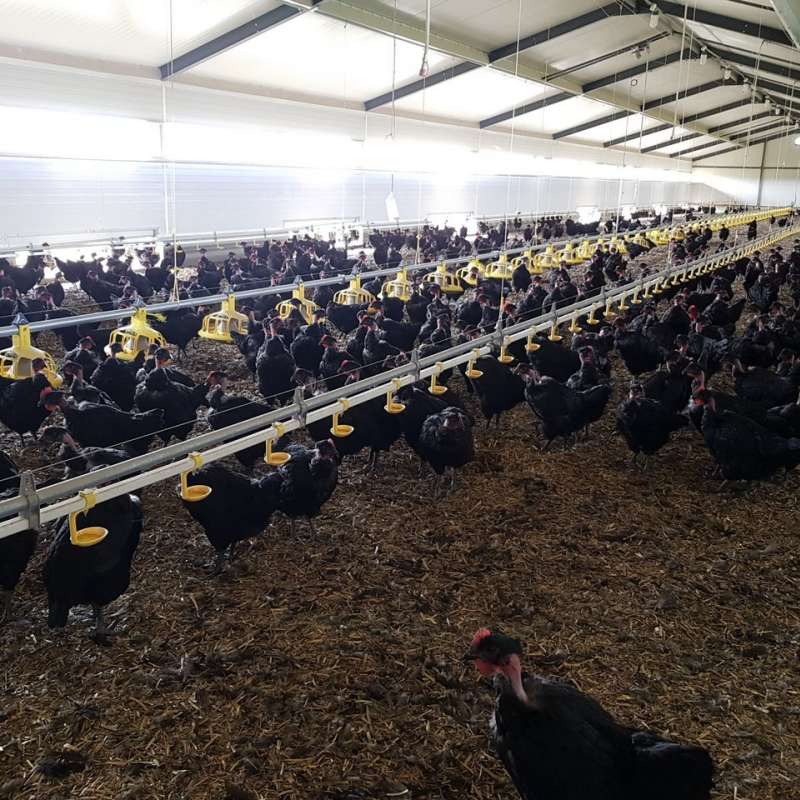 RL/Claire_FIORLETTA  Earl Rousselle