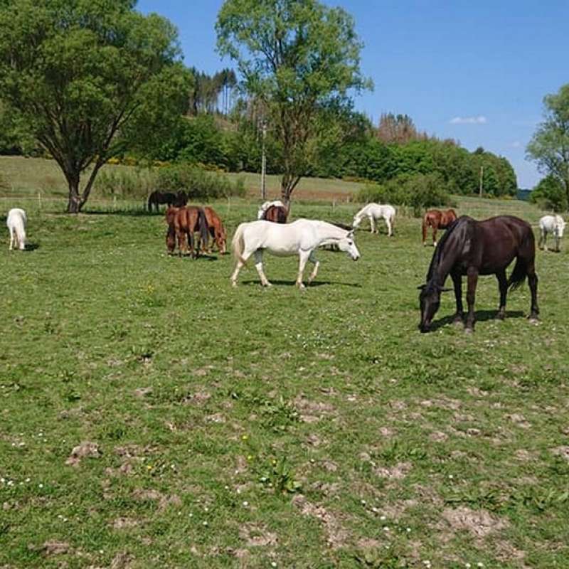 Facebook Domaine de la Forge  Centre équestre du domaine de la Forge