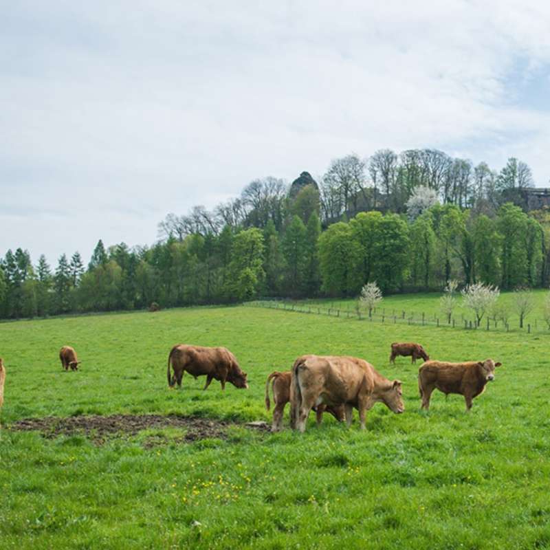 Gilles Dorschner  Ferme du château