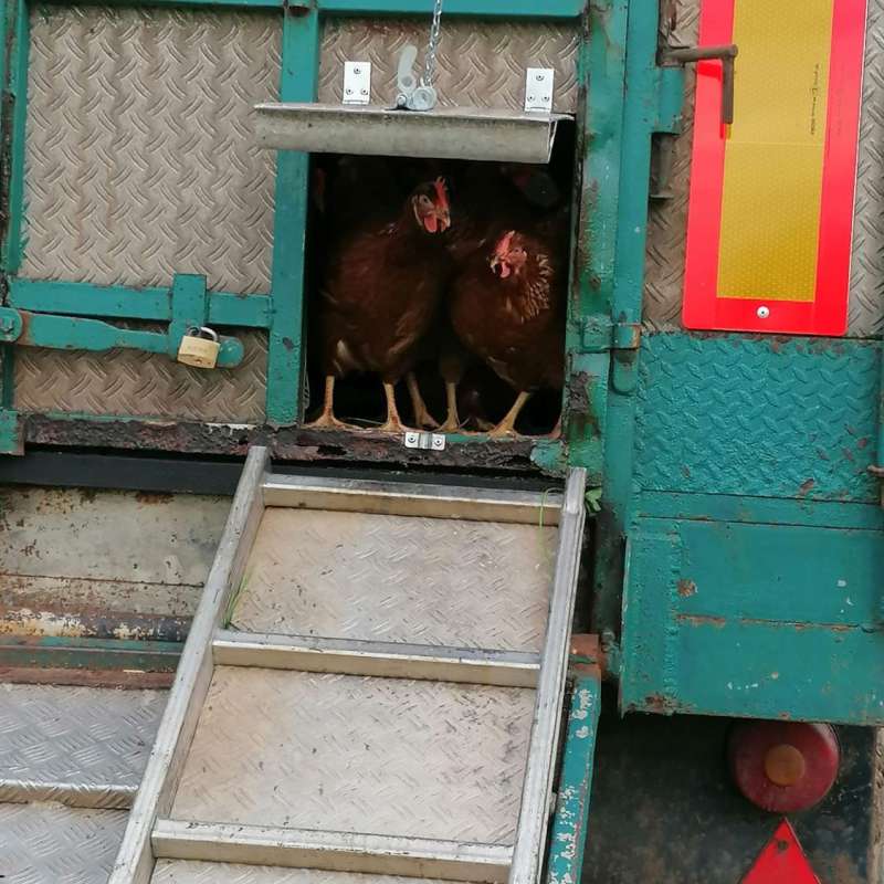 Rébecca Schmitt Rébecca et ses Poulettes - Ferme Gilles Juncker