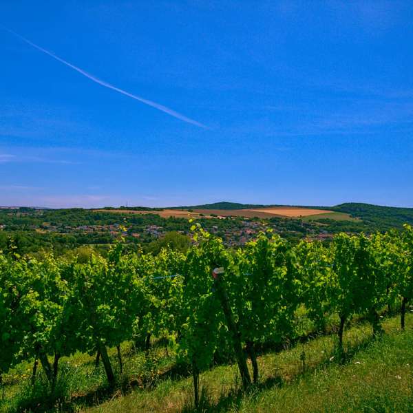 Domaine des coteaux de dornot