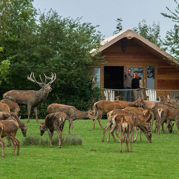 Hébergement insolite - Lodge des Cerfs