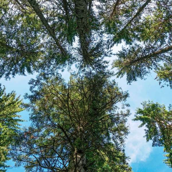 Source of the Red Sarre