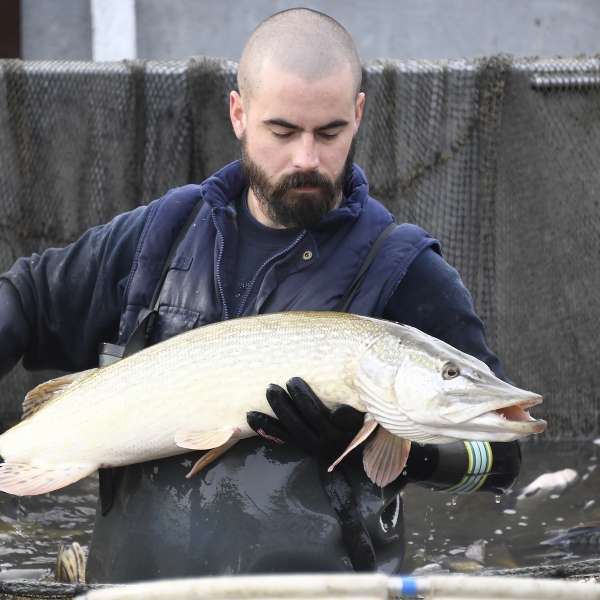 Domaine départemental de Lindre - pisciculture
