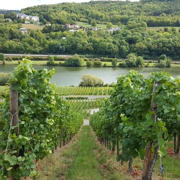 Chemin de la Moselle - from Thionville to Apach