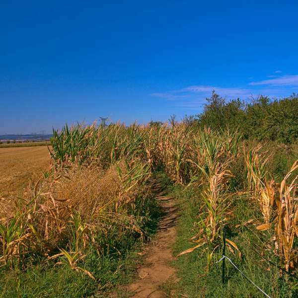 The queen's mountain bike trail