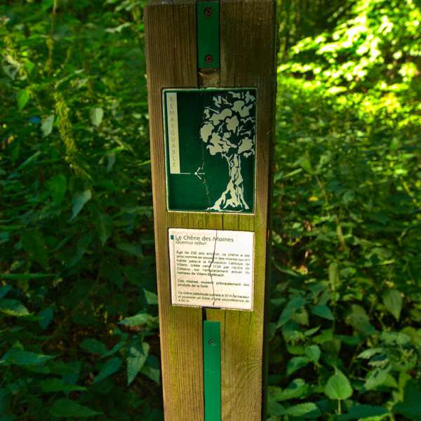 The chêne des moines on mountain bike