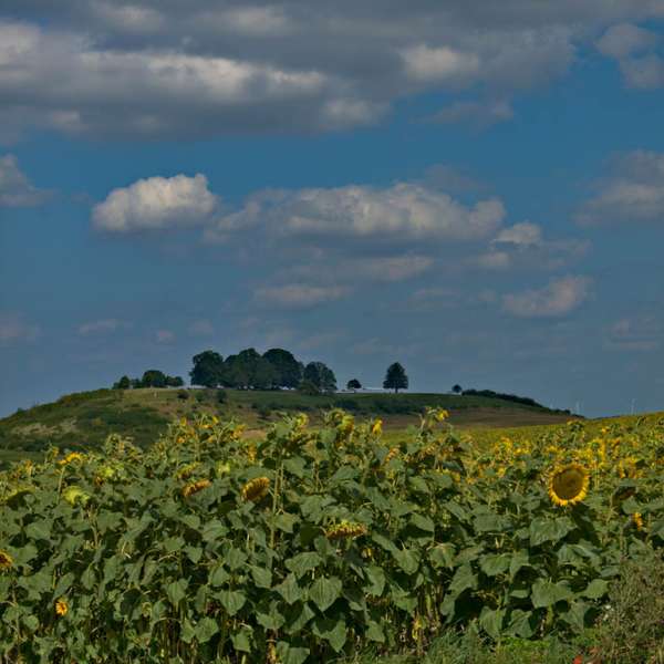 Le chemin du feugnot
