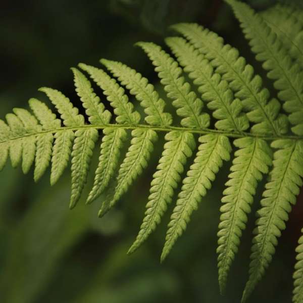 Sentier d'interprétation du Buchwald