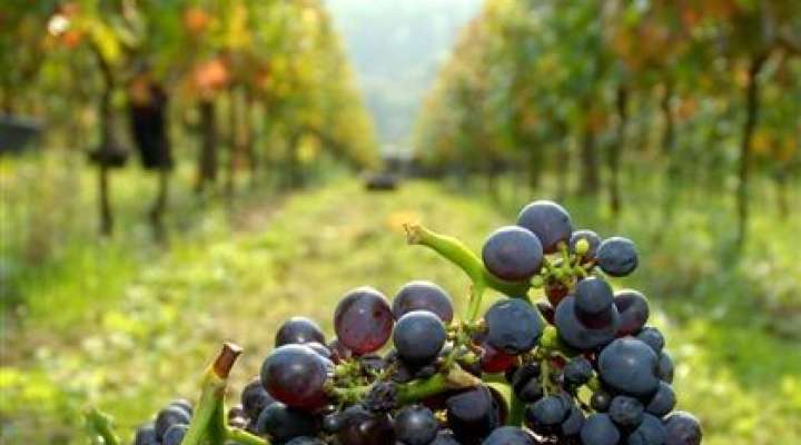 Domaine des coteaux de dornot