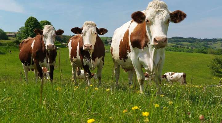 Ferme Gaec la colline des pies