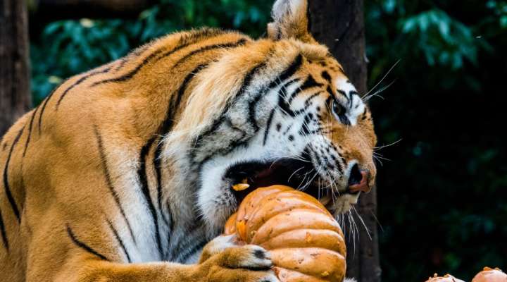 Festival Bêtes & Sorcières "Les Animaux de la Peur"