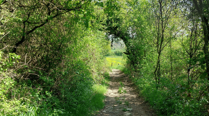 Jean-Marie Pelt linear path