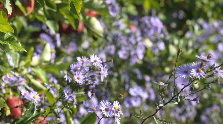 The Laquenexy Fruit Gardens