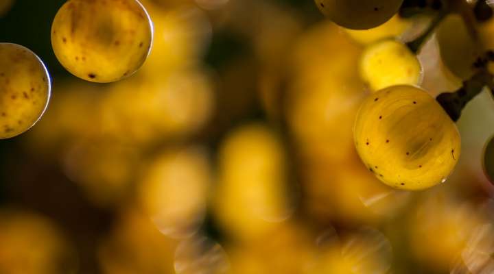 Domaine Enivrance