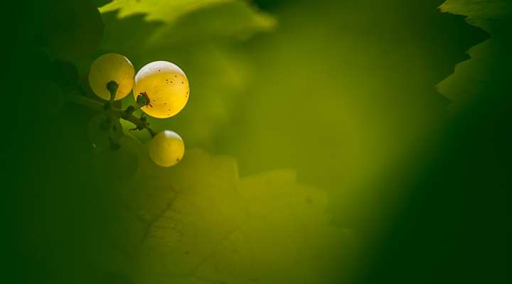 Domaine Enivrance