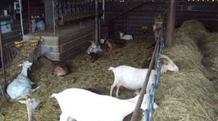 La Biquetterie farm