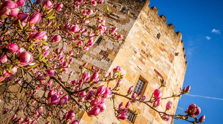 Musée de la Tour aux Puces