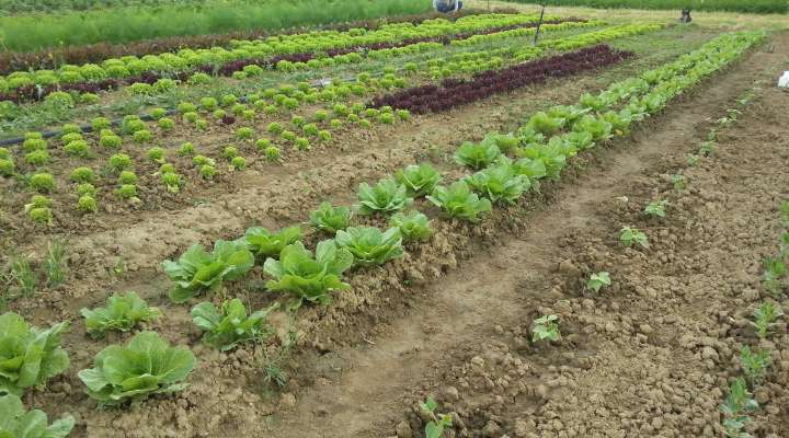 Gaec à l'Arpent Vert légumes bio