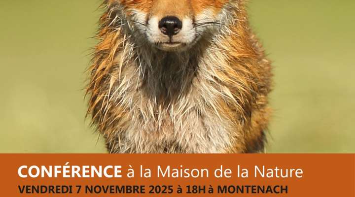 Le Renard roux, et si on en parlait ?