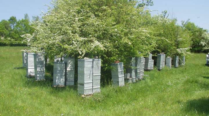 Famille Limon - Apiculteur
