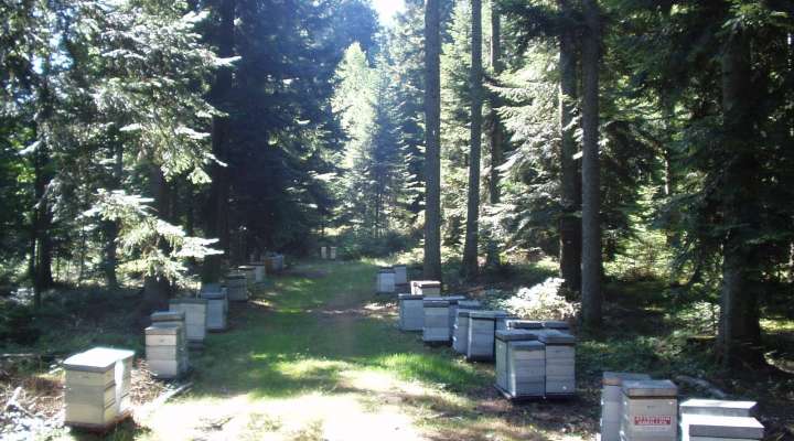 Famille Limon - Apiculteur